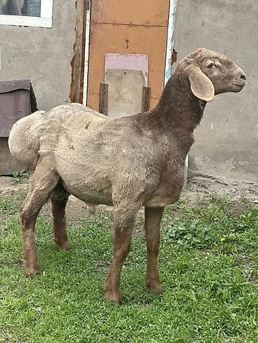 дакан шамо: Продаю | Баран (самец) | Эдильбаевская | Для разведения — 2