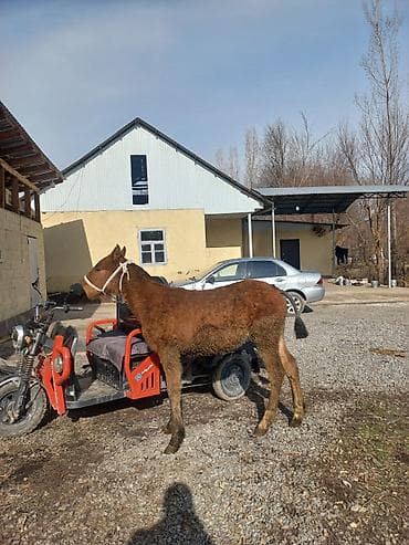 пони пони: Продаю | Жеребенок | Для разведения — 3