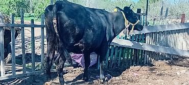 куплю дойную корову: Продаю | Корова (самка) — 3