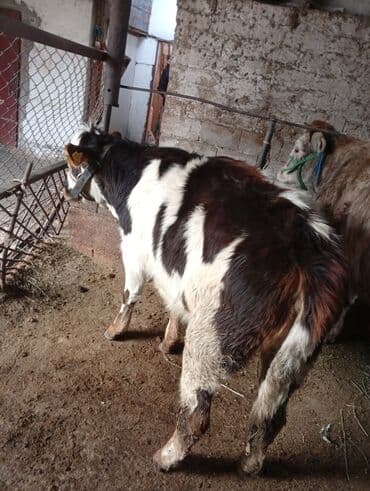 куплю авчарку васточный еврапейца кабиля: Продаю | Бык (самец) | Полукровка | На откорм | Привязанные — 3