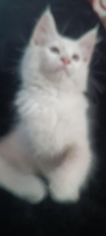 бишкек кошка: Мейнкуны ♥️♥️♥️ Продаётся Чистокровный, Эксклюзивный котик Мейн-Кун🥰 — 8