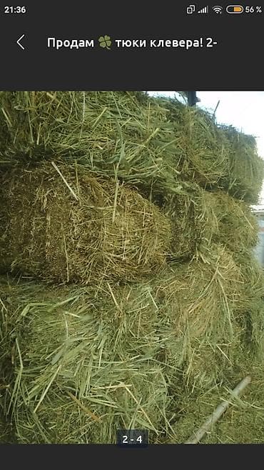 Продаю тюки с камышами по 300 сом, остались 16 тюков!