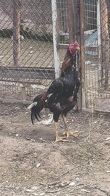 куплю курицы: Продаю | Петух | Бойцовая | Для разведения — 3