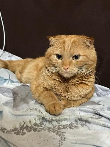 котик шотландский: Шотландский вислоухий кот, окраса «рыжий табби». Описание: - Породные — 1