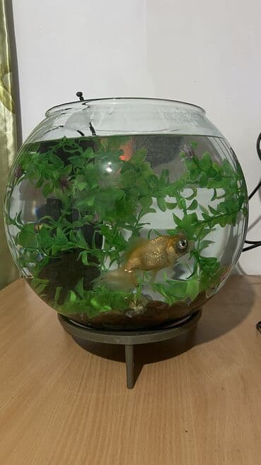 свежая рыб: Аквариум 20 литр готовый 
Филтр, декор трава, балыгы менен — 2