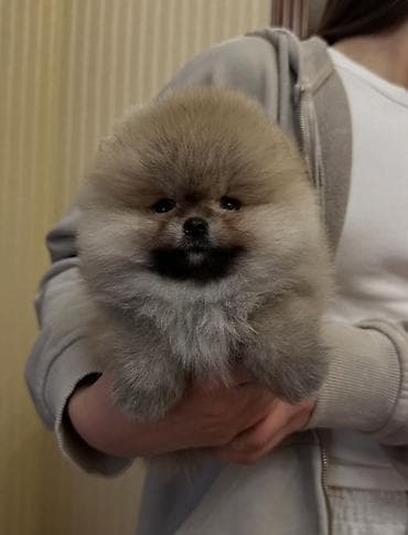 Продажа собак: Шпиц, 1 месяц, Самец, С прививкой, С родословной — 6