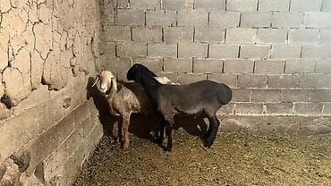 порода комару: Продаю | Овца (самка) | Для разведения | Племенные — 4