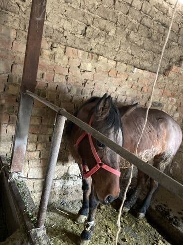 необычные животные: Продаю | Кобыла (самка) — 3