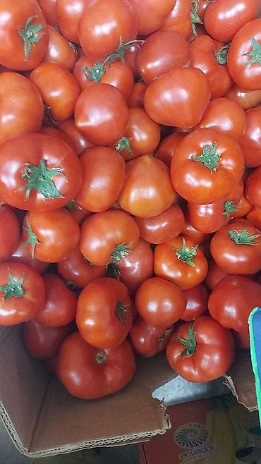кара кум: Помидоры Красные — 1