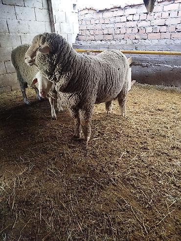 Продаю | Баран (самец) | Меринос | Для разведения | Племенные