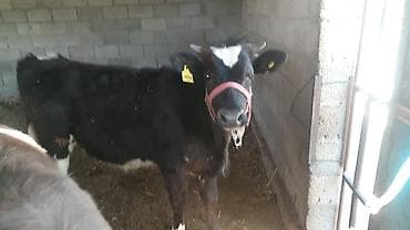 индийский бегунок купить: Продаю | Тёлка | Голштин | На откорм | Привязанные — 2