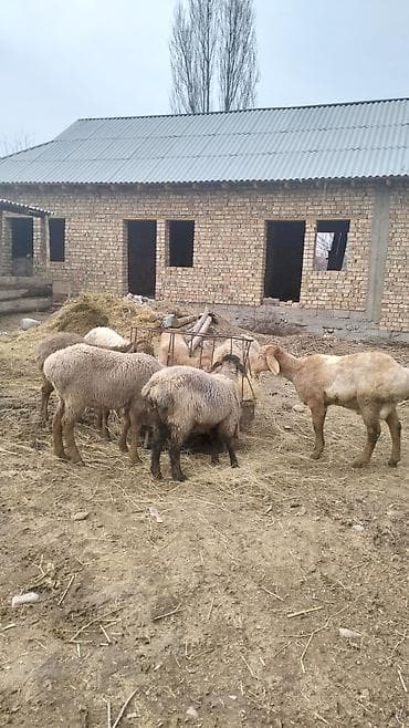 Продаю | Овца (самка) | Для разведения | Матка