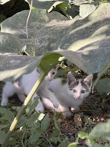 Животные: 🐾 Прекрасные котята ищут дом! 🐾 Очень добрые, ласковые и послушные — 5