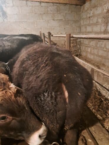 Продаю | Бык (самец) | На откорм | Привязанные
