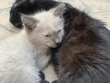 котята цена: Сиамская, 2 месяца, Мальчик, Приучена к лотку — 2