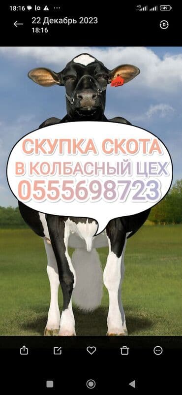 Куплю | Коровы, быки, Лошади, кони | Круглосуточно, Любое состояние, Забитый at lalafo.kg Куплю | Коровы, быки, Лошади, кони | Круглосуточно, Любое состояние, Забитый