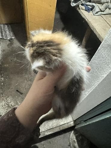 кошка шотланская: Котёнок домашний, короткошёрстный, окраса белый с пятнами табби — 2