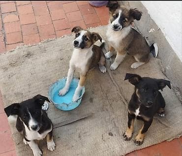 Собака даром: 2 месяца, Самка