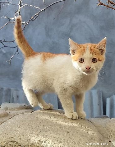 я ищу кота: Отдам даром котят. Добрые игривые. Возраст 2 месяца. Оба мальчики — 2