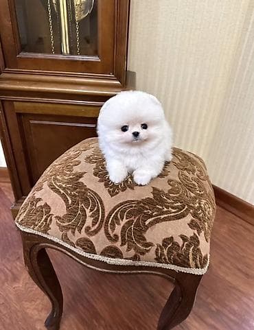 Продажа собак: Шпиц, 1 месяц, Самец, С прививкой, С родословной — 2