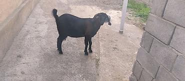 кой эдилбай: Продаю | Коза (самка) | Нубийская | Для разведения — 7