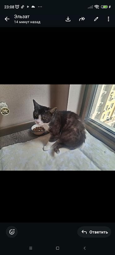 8 месяцев, Мальчик, С документами