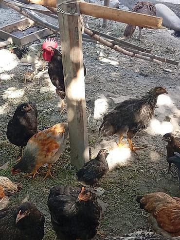 яица индюка: Продаю | Куры | Для разведения — 7