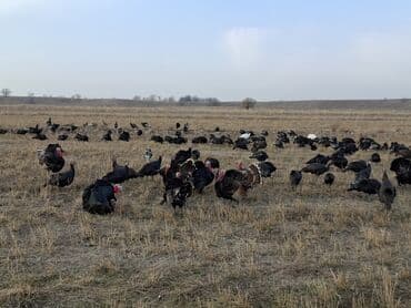 домик для кур: Продаю | Индюшка (самка), Индюшата | Черный принц, Северокавказская | На забой, Для разведения | Племенные — 18