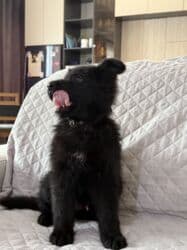 жалал абад ит: Немис овчаркасы, 2 айлык, Эркек, Эмделген, Ит тегин тастыктоочу документ — 7