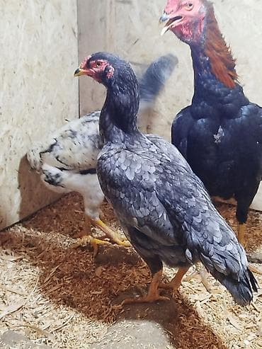 же алмашам: Сатам | Тооктор — 9