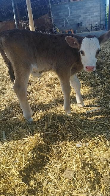 купить бычка: Продаю | Бык (самец) | Для разведения — 2