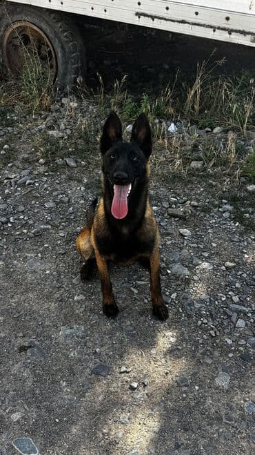кошка бишкек: Бельгийская овчарка, 1 месяц, Самец, С родословной — 2