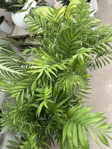 хола: Хамедорея (Chamaedorea elegans) — комнатная пальма в пластиковом — 2