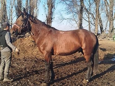 Собаки: Продаю | Жеребец | Для разведения | Племенные — 6