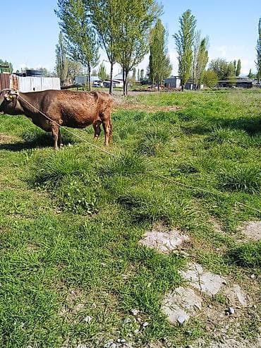 сколько стоит сиамская кошка в сомах: Продаю | Корова (самка) | Для молока | Привязанные — 1