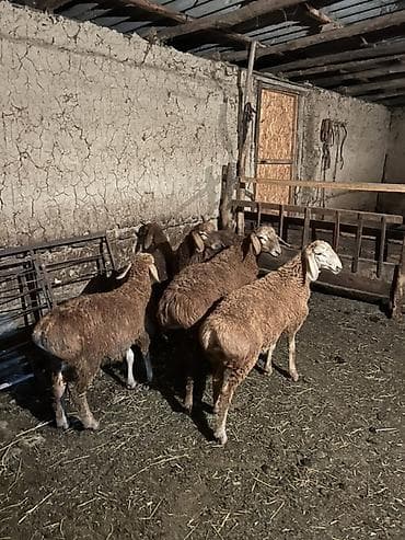 Продаю | Баран (самец) | Арашан | Для разведения | Племенные — 1
