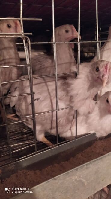 продажа щенков немецкой овчарки с документами в бишкеке: Продаю | Куры | Бойцовая, Бройлерная, РОСС 308 | Для разведения, Несушки — 1