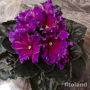 кок талаа: В продаже детки стартеры, взрослые сортовые фиалки, Отправка по — 10