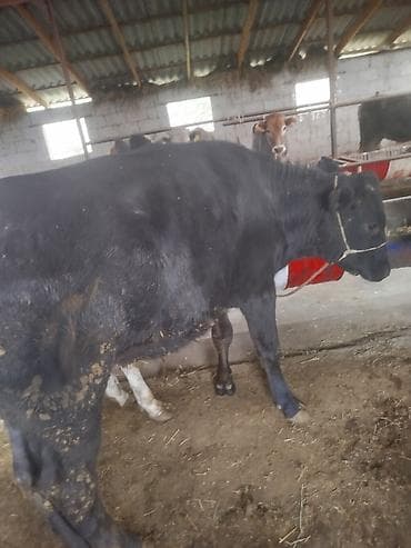 корова стелная: Продаю | Тёлка | Для разведения | Нетель — 7