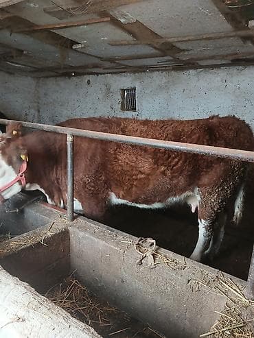 Собаки: Продаю | Корова (самка) | Для молока | Привязанные — 3