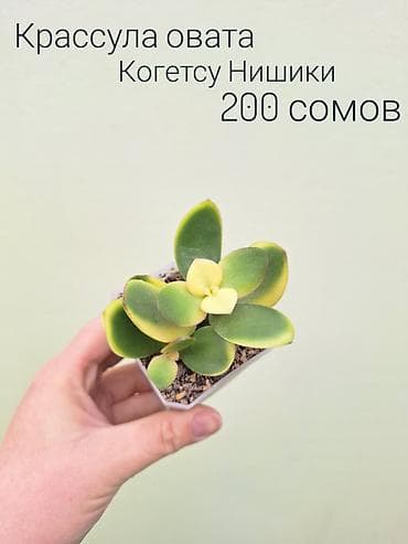 инкубатор луппер: • Комнатные растения (укоренённые черенки/детки/молодые — 8