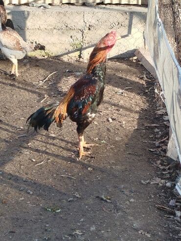 купить фазана цена: Дакан тулок короз сатылат активный алмашу жолдору бар даканга — 1