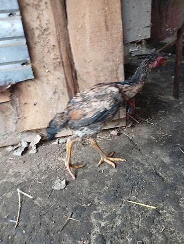 Үй жаныбарлары: Сатам | Короздор | Тебиштирүүчү | Көбөйтүү үчүн — 3