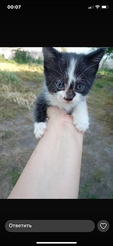 животные котята: Котята – очаровательная пара малышей с голубыми глазами.3-маленьких — 3