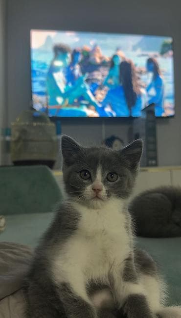 котята даром: Сибирская, 2 месяца, Девочка, Биколор, Приучена к лотку — 1