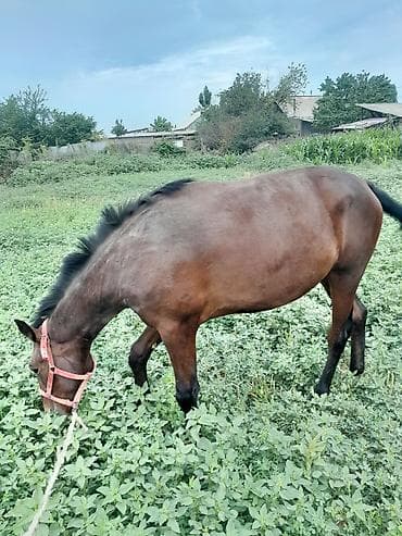 пони животные: Продаю | Жеребенок | Конный спорт — 8