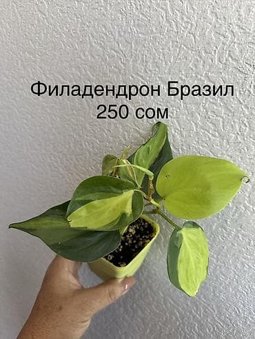 Каланхоэ: Укорененные черенки. 8мкр — 10
