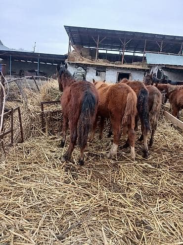 конь пони: Продаю | Жеребенок | Для разведения | Племенные — 1