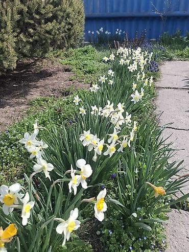 Самовывоз, Платная доставка at lalafo.kg Самовывоз, Платная доставка