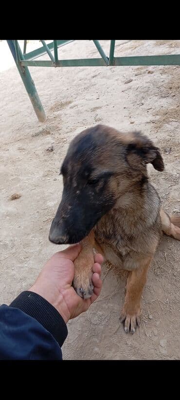 Вязка собак: Бельгийская овчарка, 2 месяца, Самец — 1